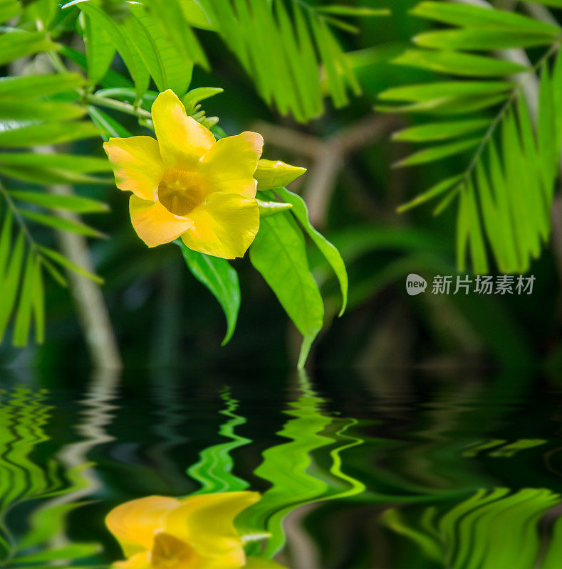 镜中的黄钟(Allamanda cathartica)